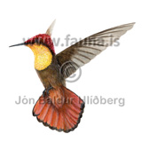 Ruby-topaz hummingbird , male - Chrysolampis mosquitus - Velji category - Velji subcategory