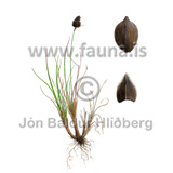 Close-headed alpine sedge, Norway sedge - Carex norvegica - Monocotyledones - Cyperaceae