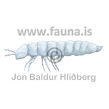 Stkkmor - Collembola - adrirhryggleysingjar - Velji undirflokk