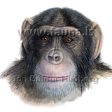 Common chimpanzee - Pan troglodytes - primates - primates