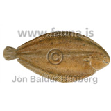 Common sole - Solea solea - Velji category - Pleuronectiformes