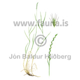 Couch grass - Elymus repens / Elytrigia repens - Monocotyledones - Poaceae