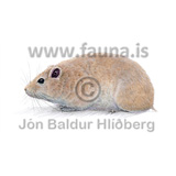 Common gundi - Ctenodactylus gundi - rodents - Rodentia