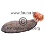 Northern sea cucumber - Cucumaria frondosa - otherinverebrates - Echinodermata