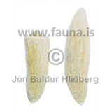 Beluga, Teeth, worn to the left. - Delphinapterus leucas - Whales - Cetacea