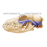  bones Fox skull -   - educational - Veljið subcategory