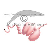 Stomach Balleen-whale  -   - educational - Veljið subcategory