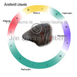 yearly life-cycle Grey Seal -   - educational - Veljið subcategory