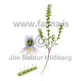 Kirtilaugnfr - Euphrasia stricta - Velji yfirflokk - Velji undirflokk