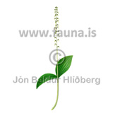  European common twayblade -  Listera ovata - Monocotyledones - Orchidaceae