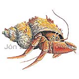 Hermit crab sp. - Eupagurus pubescens - Crustaceans - Crustacea