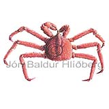 King Crab - Paralithodes camtschatica - Crustaceans - Crustacea