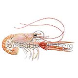 Norway Lobster - Nephrops norvegicus - Crustaceans - Crustacea