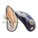 Blue Mussel - Mytilus edulis - Molluscs - Mollusca