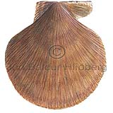 Iceland scallop - Chlamys islandica - Molluscs - Mollusca
