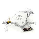 Bumble Bee sp. - Bombus sp. - Insects - Insecta