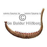 Lugworm - Arenicola marina - otherinverebrates - Annelida