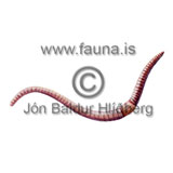 Red Marsh Worm - Lumbricus rubellus - otherinverebrates - Annelida