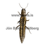 Thrips spp. - isoneurothrips spp. - Insects - Insecta