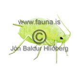 Aphid - : Aphidoidea  - Insects - Insecta