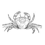 Common shore Crab - Carcinus maenas - Crustaceans - Crustacea