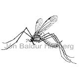 Crane Fly - Tipula raufina - Insects - Insecta