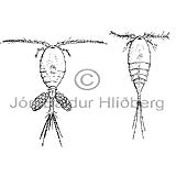 Copepod sp. - Copepoda sp. - Crustaceans - Crustacea