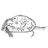 Skelkrebbi - Ostracod sp. - krabbadyr - Krabbadr