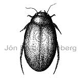 Water beetle - Agabus bipustulatus - Insects - Insecta