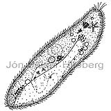 Paramecium sp. - Paramecium sp. - otherinverebrates - Protozoa