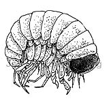 Amphipod - Hyperia - Crustaceans - Crustacea