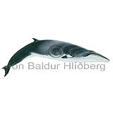 Minke Whale - Balanoptera acutorostrata - Whales - Cetacea