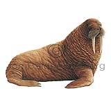 Walrus - Odobenus rosmarus - Seals - Pinnipedia