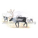 Reindeer - Rangifer tarandus - Herbivores - Artiodactyla