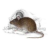 House Mouse - Mus musculus - rodents - Rodentia