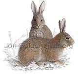 European Rabbit - Oryctolagus cuniculus - othermammals - Lagomorpha
