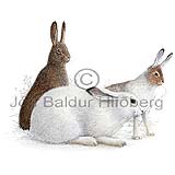 Mountain Hare - Lepus timidus - othermammals - Lagomorpha
