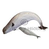 Narwhal - Monodon monoceros - Whales - Cetacea