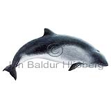 Harbour Porpoise - Phocaena phocaena - Whales - Cetacea