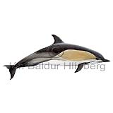 Léttir - Delphinus delphis - hvalir - Hvalir