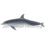 Bottlenose Dolphin - Tursiops truncatus - Whales - Cetacea