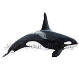 Hhyrningur - Orcinus orca - hvalir - Hvalir