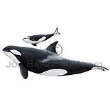 Orca - Orcinus orca - Whales - Cetacea