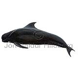 Longfin Pilot Whale - Globicephala melas - Whales - Cetacea