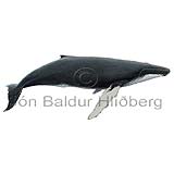 Humpback Whale - Megaptera novaeangliae - Whales - Cetacea