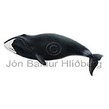 Bowhead whale - balaena mysticetus - Whales - Cetacea