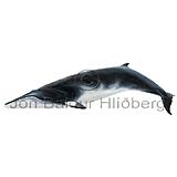 Minke Whale - Balanoptera acurostrata - Whales - Cetacea