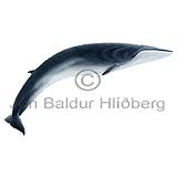 Langreyður - Balanoptera physalus - hvalir - Hvalir