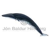 Langreyður - Balanoptera physalus - hvalir - Hvalir