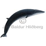 Sandreyður - Balanoptera borealis - hvalir - Hvalir